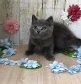 ブリティッシュショートヘア【宮崎県・男の子・2020年3月28日・ブルー】の写真1「5/26撮影」