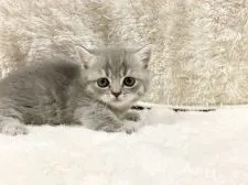 マンチカン(短足)【宮崎県・女の子・2022年4月13日・ブルーパッチドタビー】の写真1「5月20日撮影」