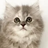 サイベリアン×ブリティッシュロングヘアのMIX【宮崎県・女の子・2022年4月25日・ブルーパッチドタビー】の写真1「6月16日撮影」