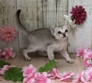 シンガプーラ【宮崎県・女の子・2020年4月11日・セピアアグーチ】の写真2「5/30撮影」