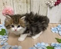 サイベリアン【宮崎県・男の子・2020年7月24日・ブラウンタビーホワイト】の写真2