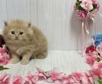 サイベリアン【宮崎県・女の子・2021年3月17日・クリームタビー】の写真2「4/22撮影」