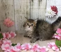 サイベリアン【宮崎県・女の子・2020年2月19日・ブラウンパッチドタビー】の写真2「４/７撮影」