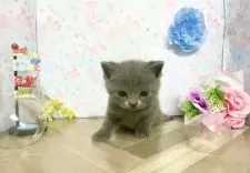 ブリティッシュショートヘア【宮崎県・男の子・2022年3月22日・ブルー】の写真3「4/28撮影」