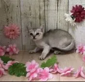 シンガプーラ【宮崎県・女の子・2020年4月11日・セピアアグーチ】の写真3「5/30撮影5/30撮影」