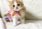 サイベリアン【宮崎県・男の子・2023年4月27日・】の写真4「6月6日撮影」