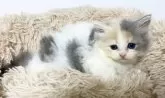サイベリアン【宮崎県・女の子・2024年5月6日・ダイリュートキャリコ】の写真4「6月28日撮影」