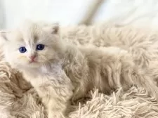 サイベリアン【宮崎県・男の子・2025年2月20日・クリームタビー】の写真11「3月20日撮影」