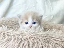 サイベリアン【宮崎県・男の子・2025年2月20日・クリームタビーホワイト】の写真13「3月20日撮影」