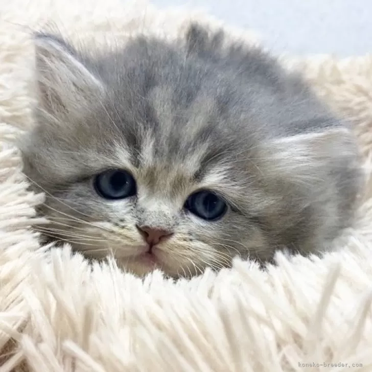 ID:2412-02784の子猫