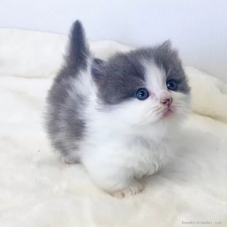 ID:2506-00261の子猫
