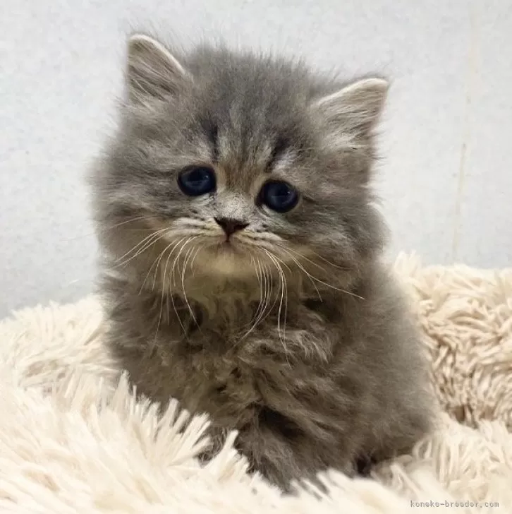 ID:2412-02785の子猫