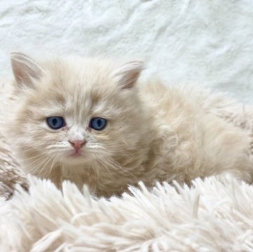 サイベリアン【宮崎県・男の子・2025年2月10日・クリームタビー】の写真「マルマルムチムチしてる男の子🐈」