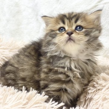 サイベリアン【宮崎県・男の子・2025年2月15日・ブラウンタビー】の写真「綺麗な顔した男の子🐈」
