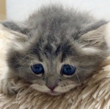 サイベリアン【宮崎県・男の子・2024年11月14日・ブルータビー】の写真「!!!掲載終了間近!!!かわいい顔の男の子🐈」
