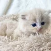 サイベリアン【宮崎県・男の子・2025年2月20日・クリームタビー】の写真1「まん丸顔でめちゃくちゃかわいい男の子です(^^)/」