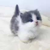 マンチカン(短足)