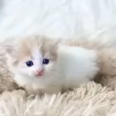 サイベリアン【宮崎県・男の子・2025年2月20日・クリームタビーホワイト】の写真1「綺麗ながらの男の子です(^^)/」