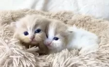 サイベリアン【宮崎県・男の子・2025年2月20日・クリームタビー】の写真3「3月20日撮影」