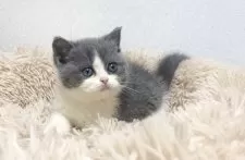 ブリティッシュショートヘア【宮崎県・男の子・2025年3月26日・ブルーホワイト】の写真8「5月20日撮影」