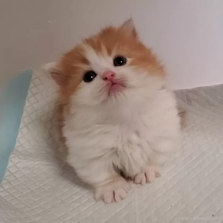 ID:2404-02473の子猫