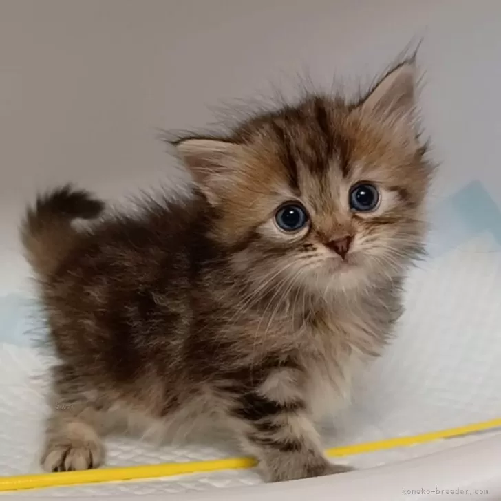 サイベリアン【大阪府・女の子・2024年9月30日・ブラウンタビー&amp;ホワイト】の写真1