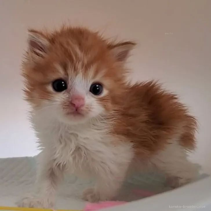 ID：2309-02509の子猫