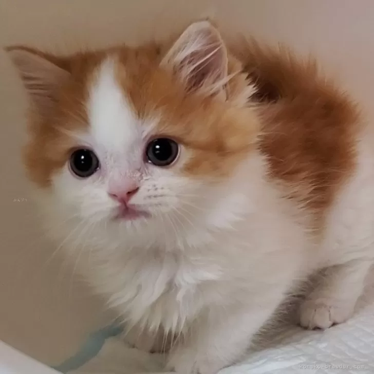 ID:2410-00502の子猫