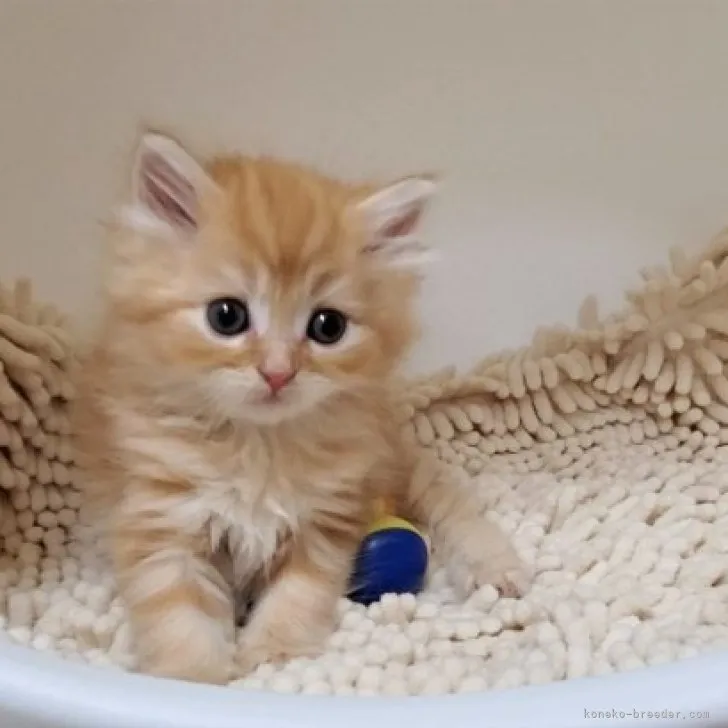 ID：2305-00688の子猫