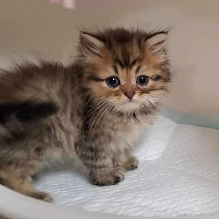 ID：2403-02649の子猫