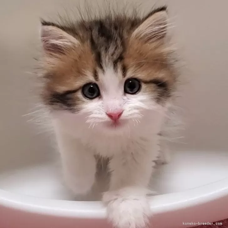 ID：2405-03931の子猫