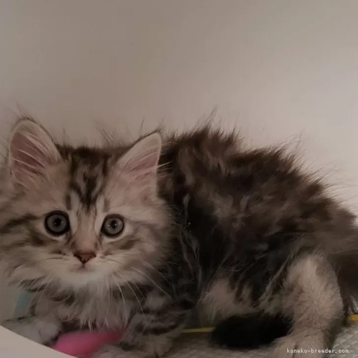 ID:2409-02468の子猫