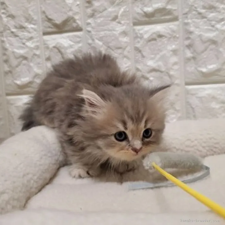 ID:2309-02811の子猫