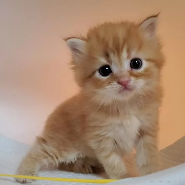 ID：2402-01373の子猫