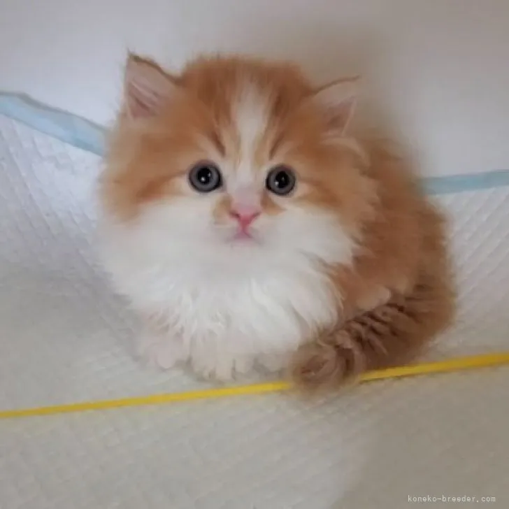 ID:2306-00692の子猫