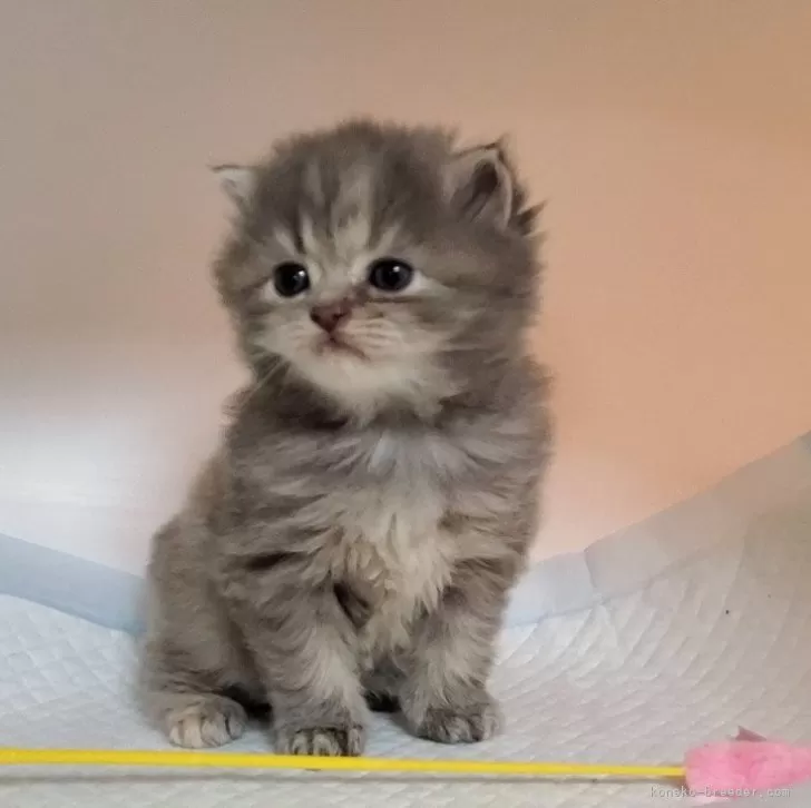 ID：2402-02403の子猫