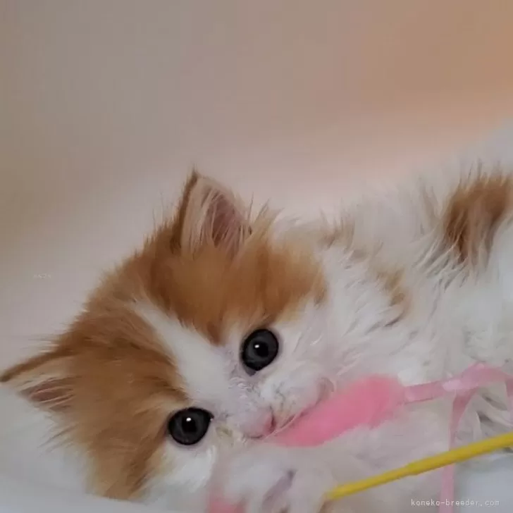 ID:2409-00908の子猫