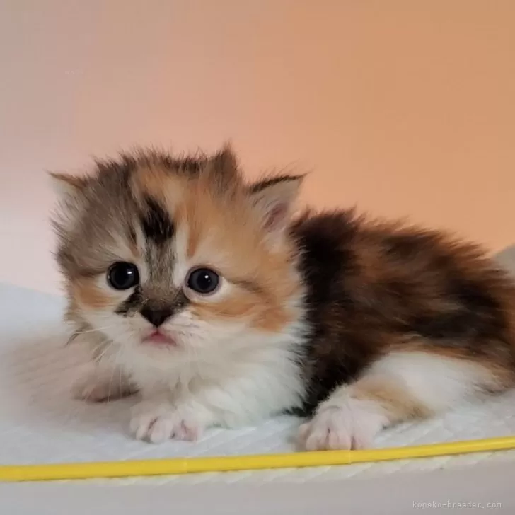 ID：2402-01390の子猫