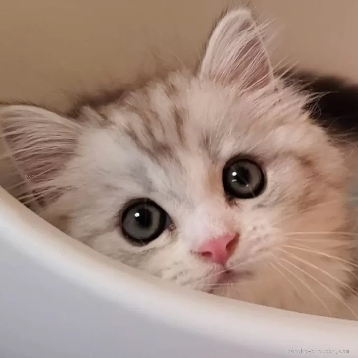 ID:2409-00850の子猫