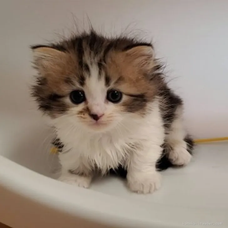 ID：2308-00975の子猫