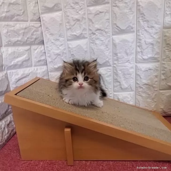 ID:2405-03315の子猫