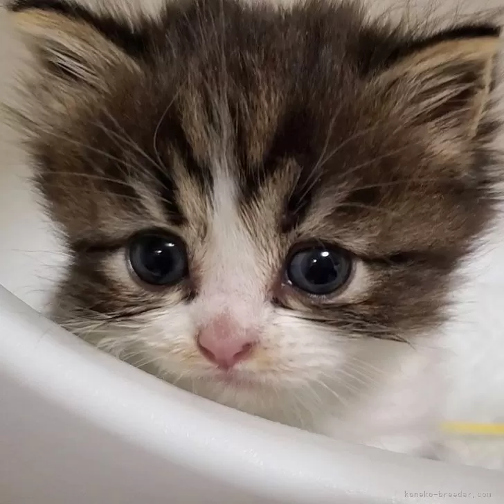 ID：2312-02928の子猫