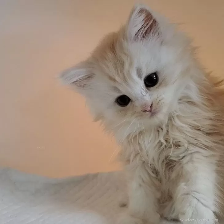 ID:2402-01908の子猫