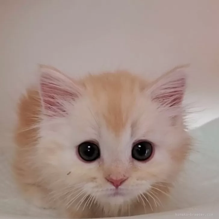 ID：2410-02668の子猫