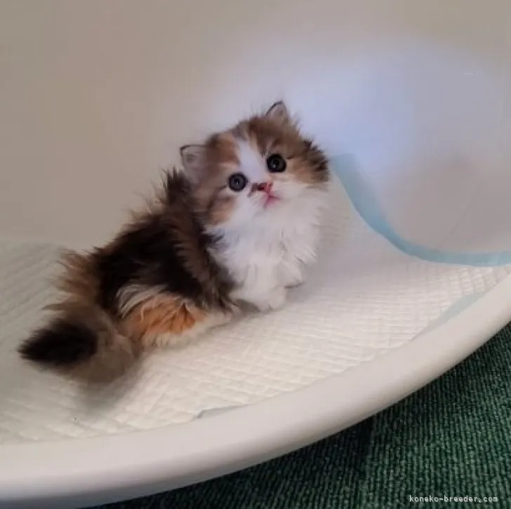 ID：2311-02475の子猫