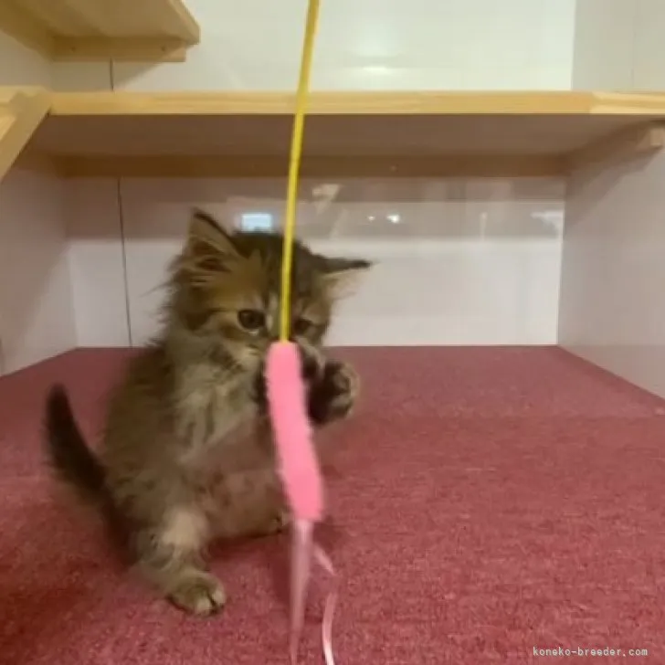 ID：2307-00437の子猫