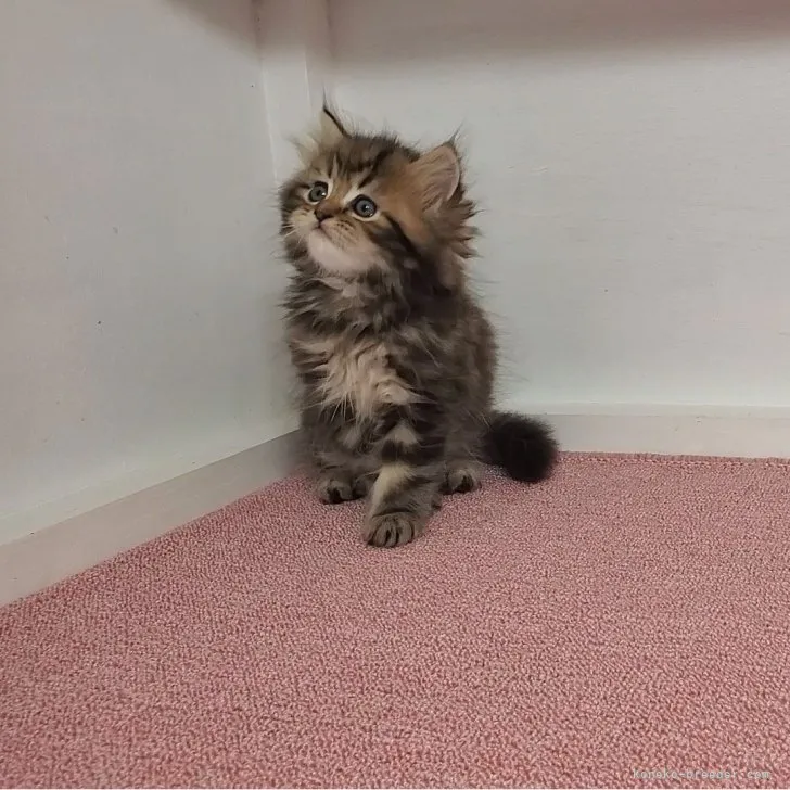 ID:2307-03640の子猫