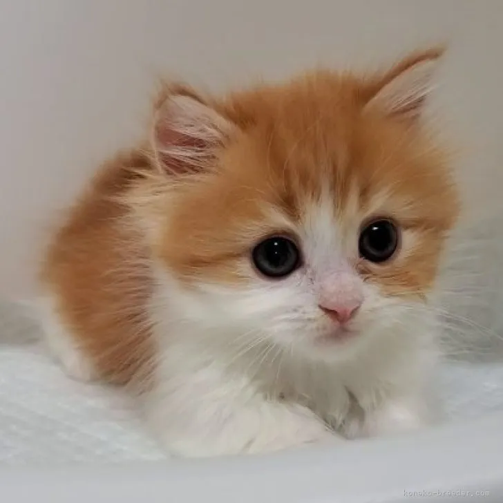 ID:2306-00118の子猫