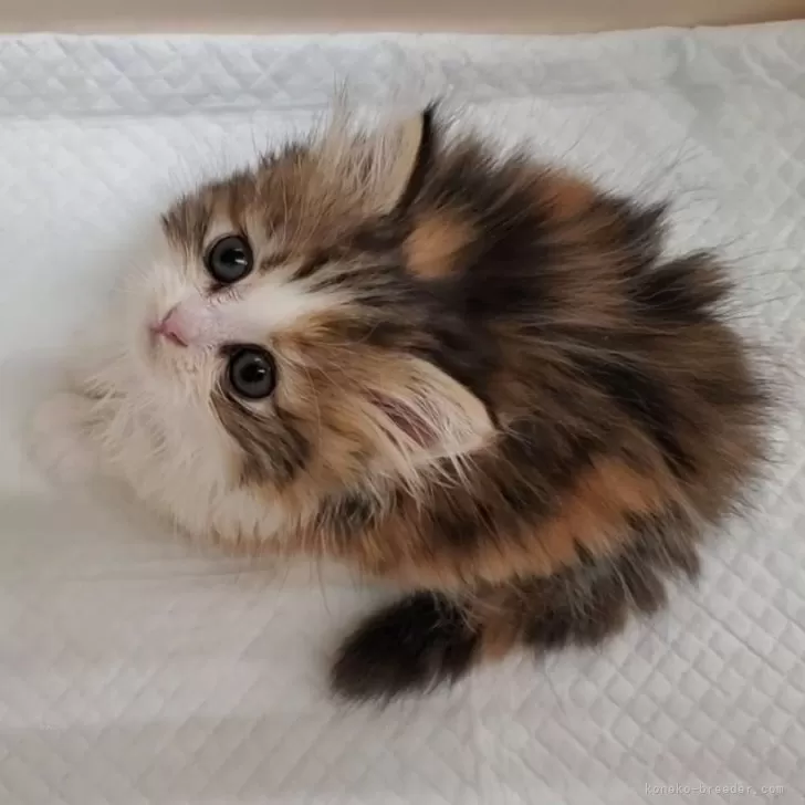 ID：2312-01992の子猫