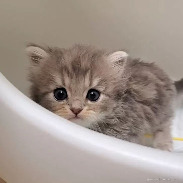 ID：2403-01454の子猫